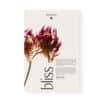 Dr Hauschka Advent Calendar 2026 bliss box on a cream background